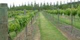 Vineyards in the Canberra region